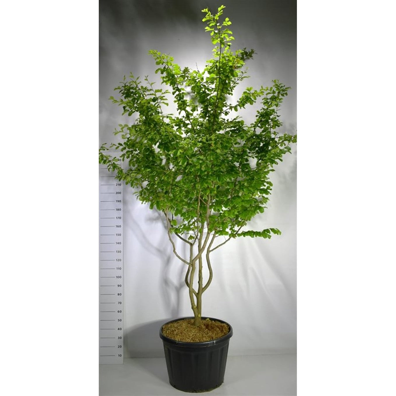 Persiskt järnträd – Parrotia persica 'Vanessa' - C180 200-250 cm. Meerstammig